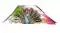 PEACOCK MULTI COLOUR